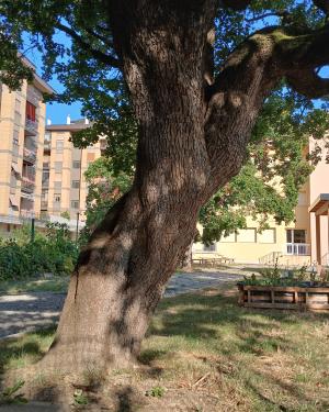 Foto Acero di Prato