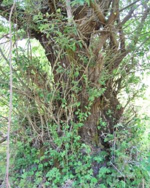 Foto Salicone di Contrada Nespola