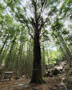 Foto Il Re della Foresta