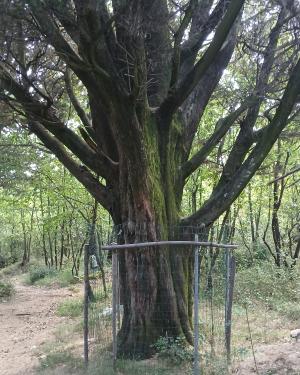 Foto Cipresso di Pian di Scalino