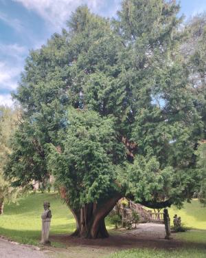 Foto Thuja del Parco Belotti