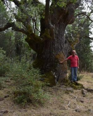 Foto Frassino di San Paolo Chianetta