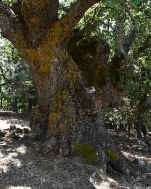 Foto Roverella di San Paolo Chianetta