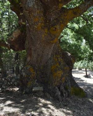 Foto Roverella di San Paolo Chianetta