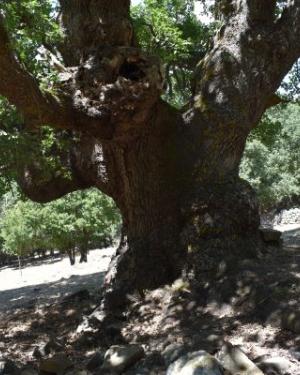 Foto Roverella di San Paolo Chianetta