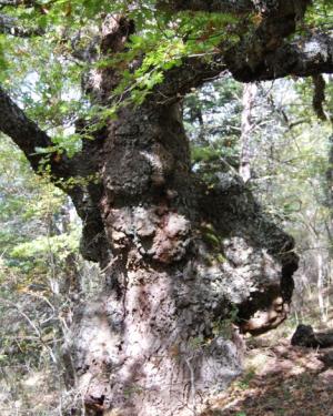 Foto Cerro di Trearie-San Paolo n.2