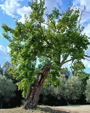 Foto I Gelsi di Montalgeto