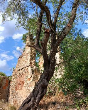 Foto Il Mandorlo di Montalgeto