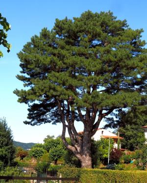 Foto Il Pino di Prunetta