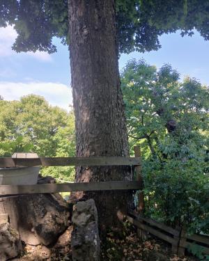 Foto L' acero di monte di La Cá