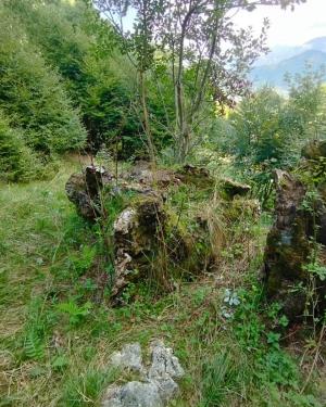 Foto Il Faggio monumentale dei Piani d' Erna
