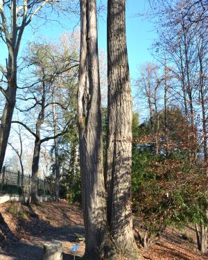 Ginkgo dell'orto botanico