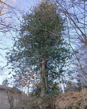 Foto L'Agrifoglio di Mercatale