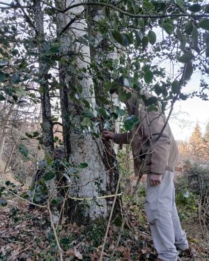 Foto L'Agrifoglio di Mercatale