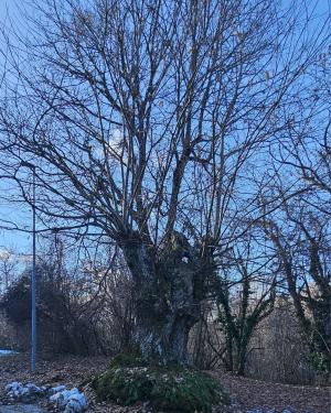 Il Castagno  di Valsamoggia