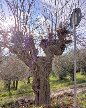 Il gelso di via Fattucchia