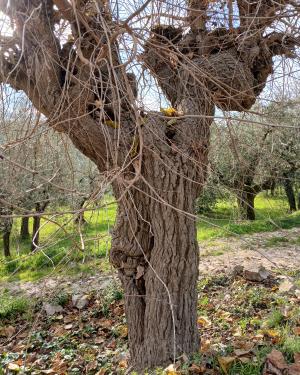 Foto Il gelso di via Fattucchia