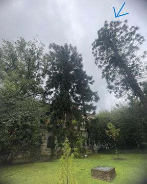 Araucarie dell'Orto botanico (esemplare n. 2 - la mezzana)