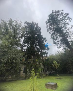 Araucarie dell'Orto botanico (esemplare n. 3 - la minore)