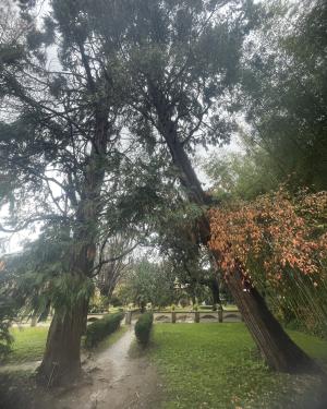 Calocedri dell'Orto botanico