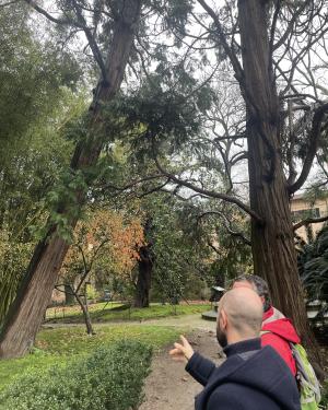 Foto Calocedri dell'Orto botanico