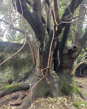 Phytolacca dell'Orto botanico