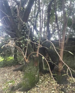 Foto Phytolacca dell'Orto botanico