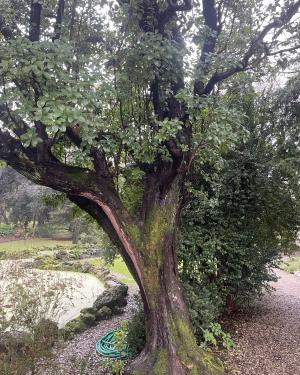 Corbezzolo dell'Orto botanico