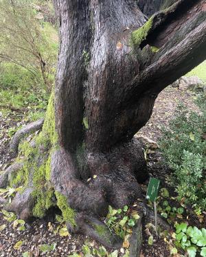Foto Corbezzolo dell'Orto botanico