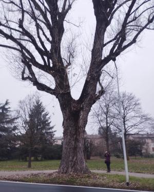Pioppo di via Trieste