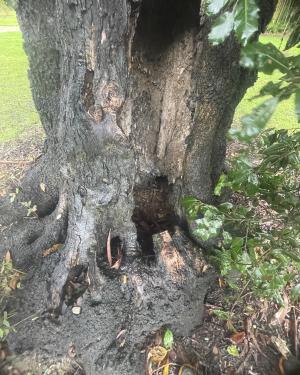 Foto Leccio dell'Orto botanico