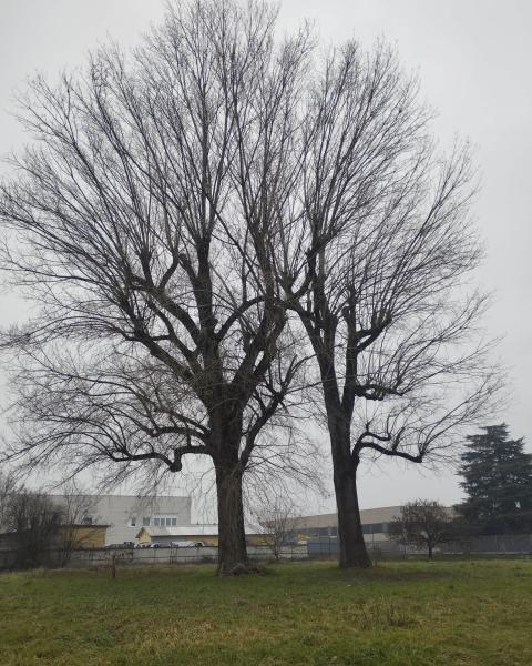 I Pioppi di Via fratelli Cervi