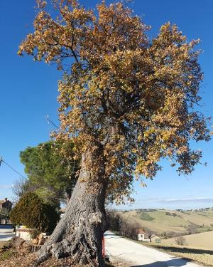 La Quercia de Ciambotto