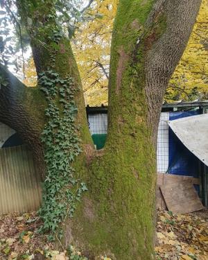 Roverella dei Cuori pelosi