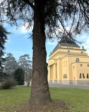 Cedro del cimitero