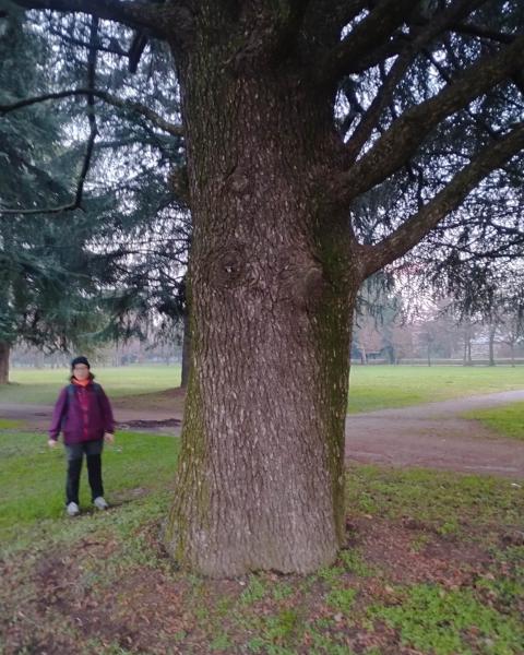 Il Cedro del Libano del Parco Borromeo