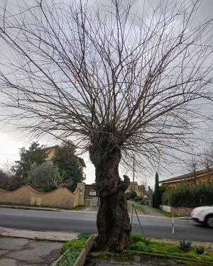 Il gelso di Chimenti
