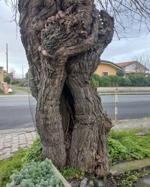 Foto Il gelso di Chimenti