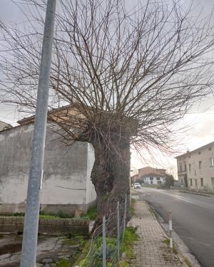 Foto Il gelso di Chimenti