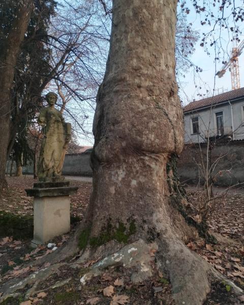 Platano del Parco Borromeo d'Adda
