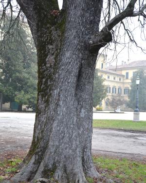 Ippocastano n. 1 del Parco Ducale