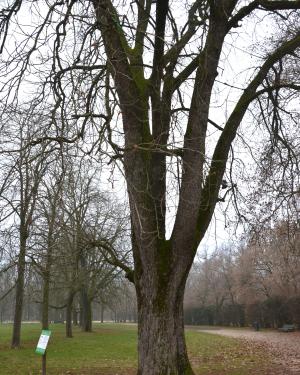 Foto Ippocastano n. 1 del Parco Ducale