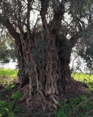 Olivo di Terreti