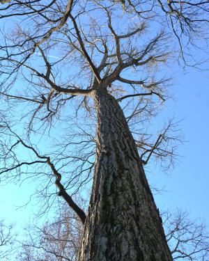 Ginkgo monocormico dell'Orto Botanico
