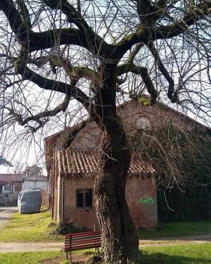 Gelso di Cascina Casalta