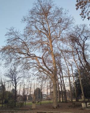 Platano minore del Parco Borromeo