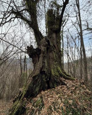 Il Castagnone di San Romano