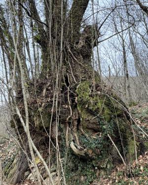 Foto Il Castagnone di San Romano