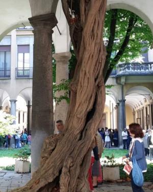 Glicine di Palazzo Archinto