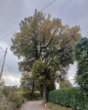 Quercia  via  di Bagnaia